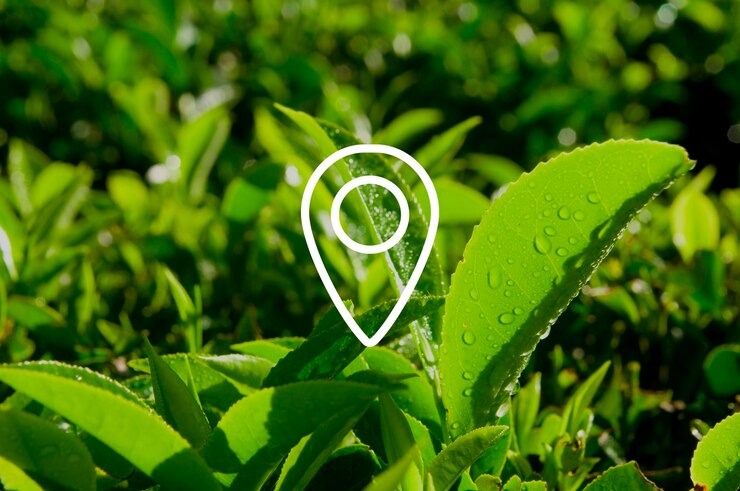 Naturopaths SEO Services